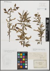 Foto von Salix russelliana Sm.